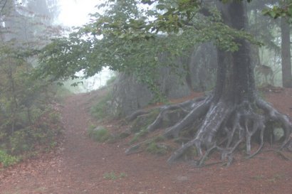 Fort Karola - Baśniowe Drzewo