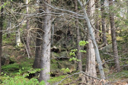 Skryte w lesie skałki nad Gierałtowem
