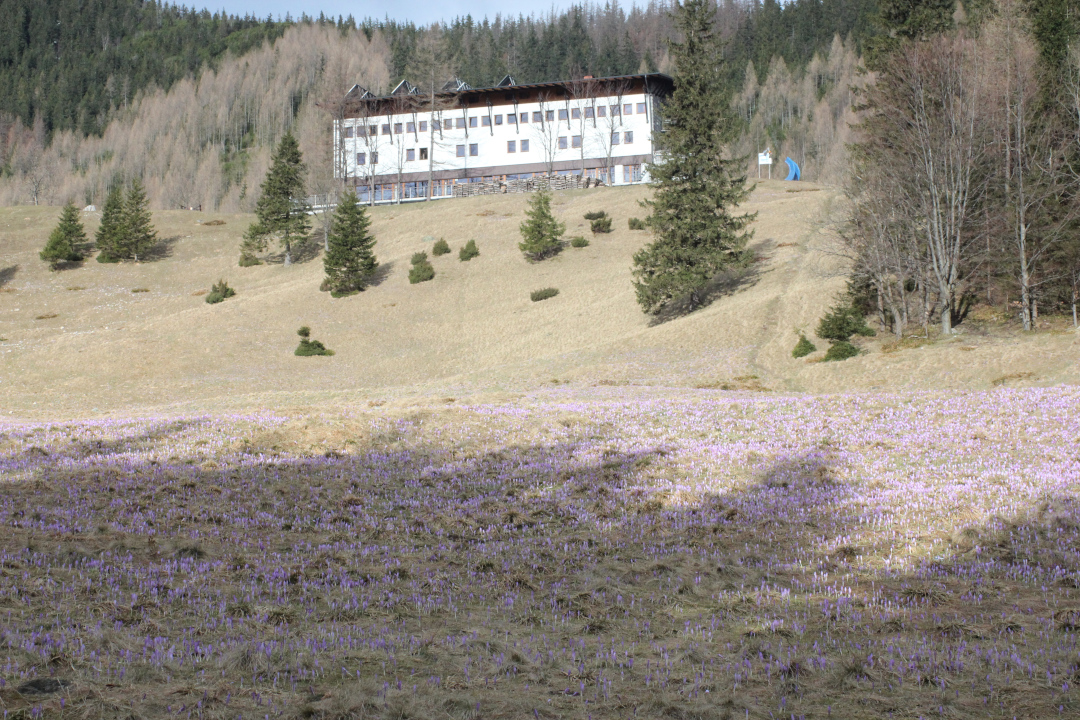 Hotel górski PTTK Kalatówki ponad polaną pełną krokusów