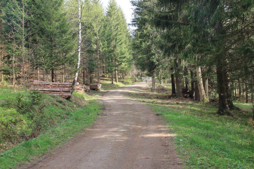 Czerwony szlak Gierałtów - Przełęcz Gierałtowska - droga leśna