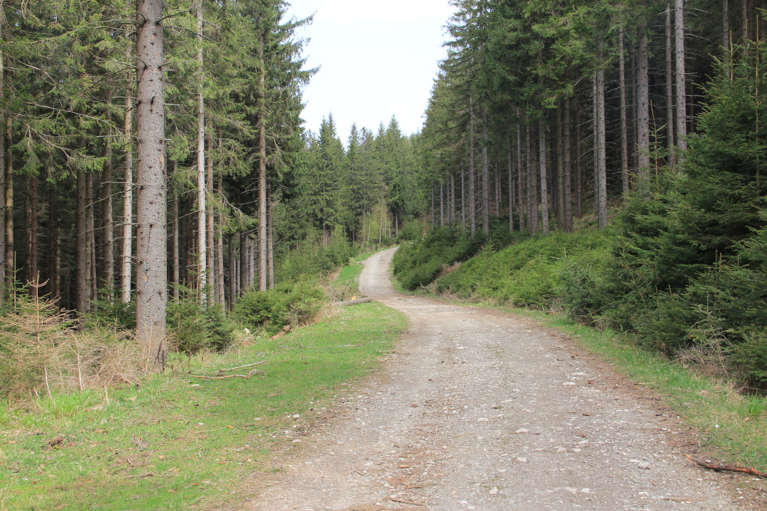 Zielony szlak Bielice - Kowadło - droga leśna