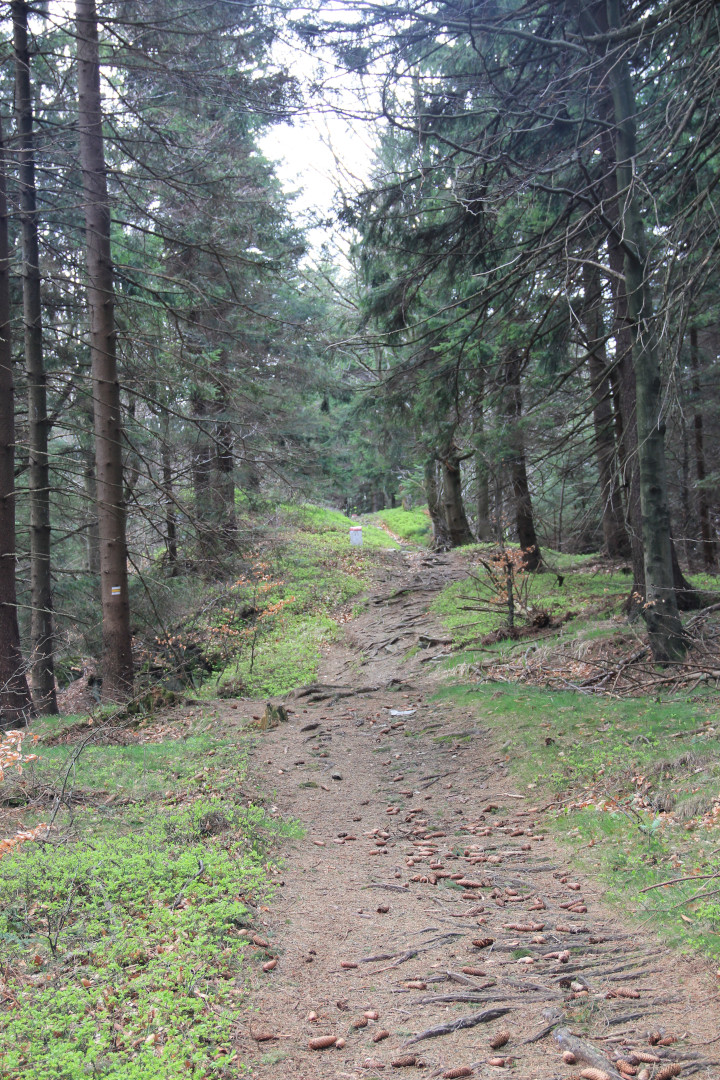 Zielony szlak Przełęcz Gierałtowska - Kowadło - zarośnięte mchem skały