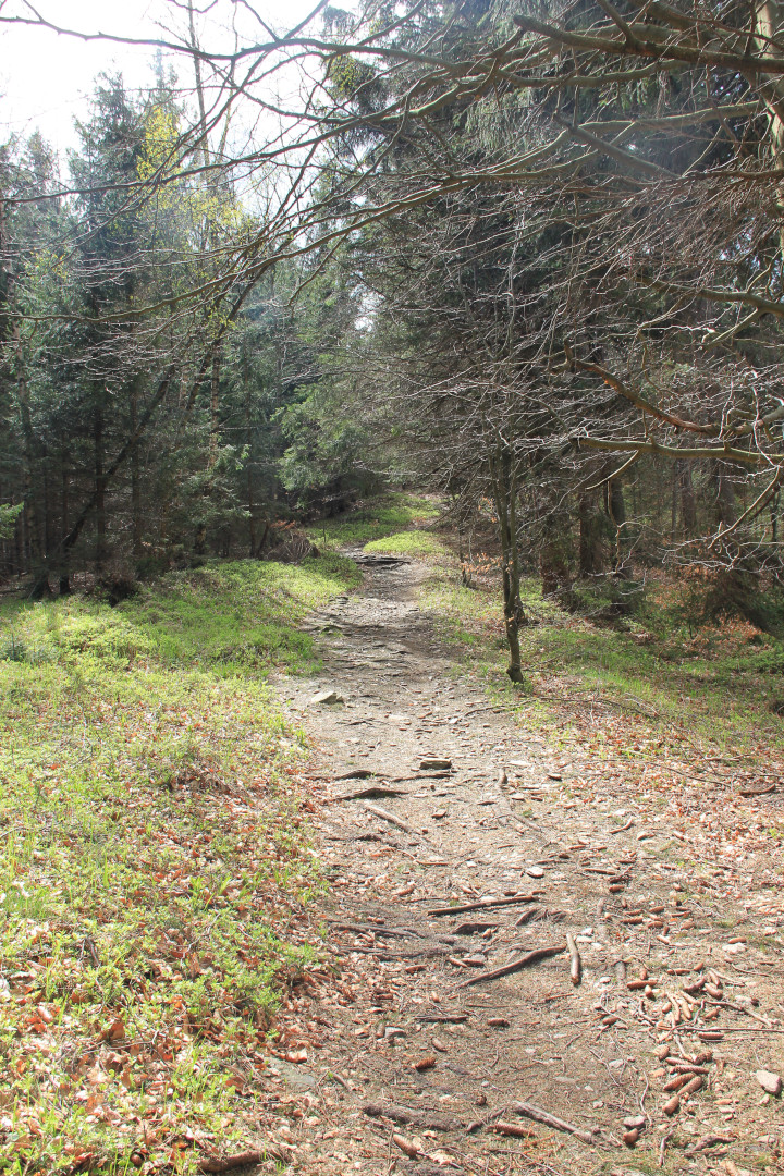 Zielony szlak Przełęcz Gierałtowska - Kowadło - łagodna ścieżka leśna