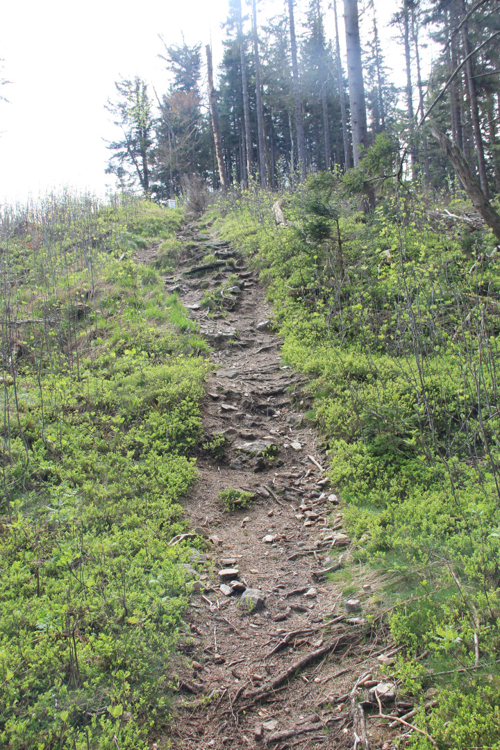 Zielony szlak Przełęcz Gierałtowska - Kowadło - Ostatni fragment podejścia na Orlicką Kopę
