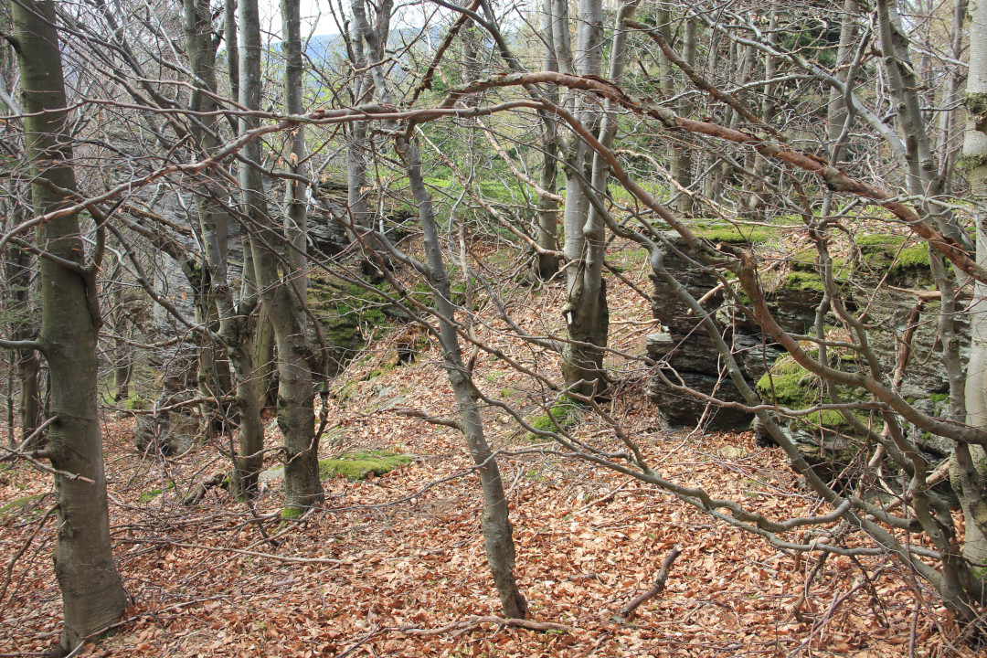 Zielony szlak Przełęcz Gierałtowska - Kowadło - skały