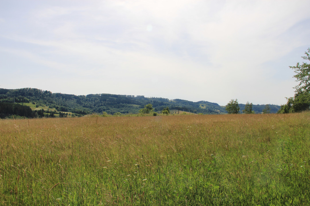 Łagodne wzgórza ponad łąkami nad Lewinem Kłodzkim